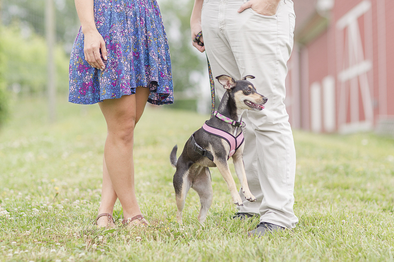 energetic min pin mix, ©Anna Grace Photography | dog friendly engagement photos