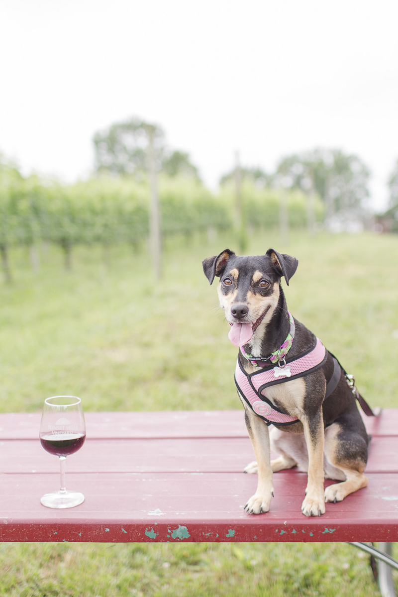 dog sitting on picnic table next to glass of wine, ©Anna Grace Photography, dog friendly winery