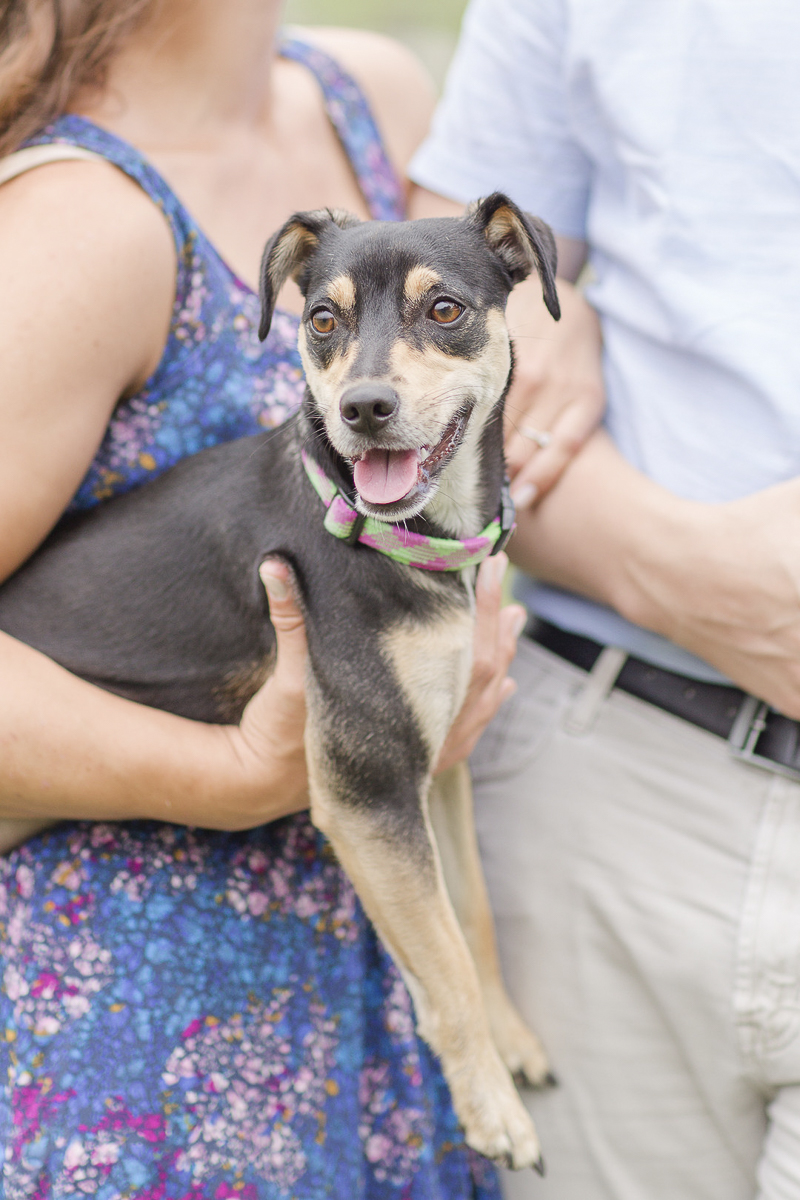 adorable Min Pin mix in woman's arms. how to include dogs in engagement photos, ©Anna Grace Photography | dog friendly engagement session