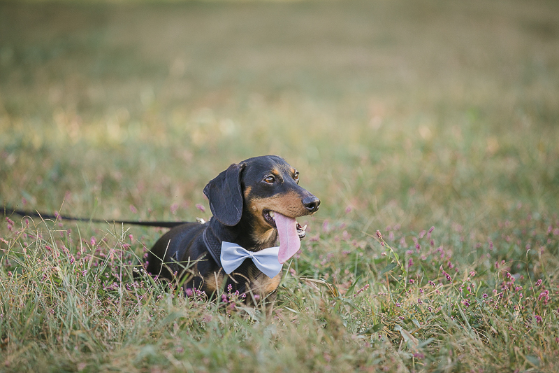 Engaging Tails: Eli the Dachshund - Daily Dog Tag