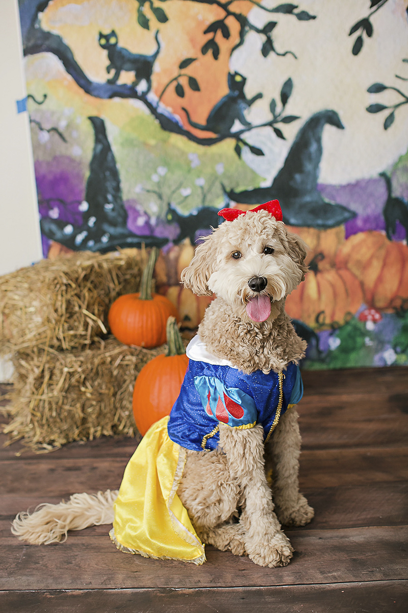 43 Best Dog Costume Ideas for a Happy Howl-oween