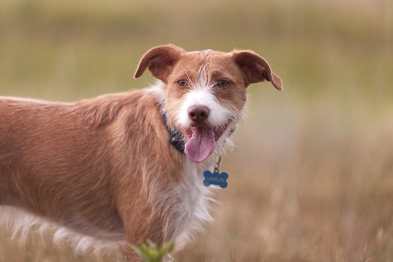 Engaging Tails: Merlin the Jack Russell Terrier Mix - Daily Dog Tag