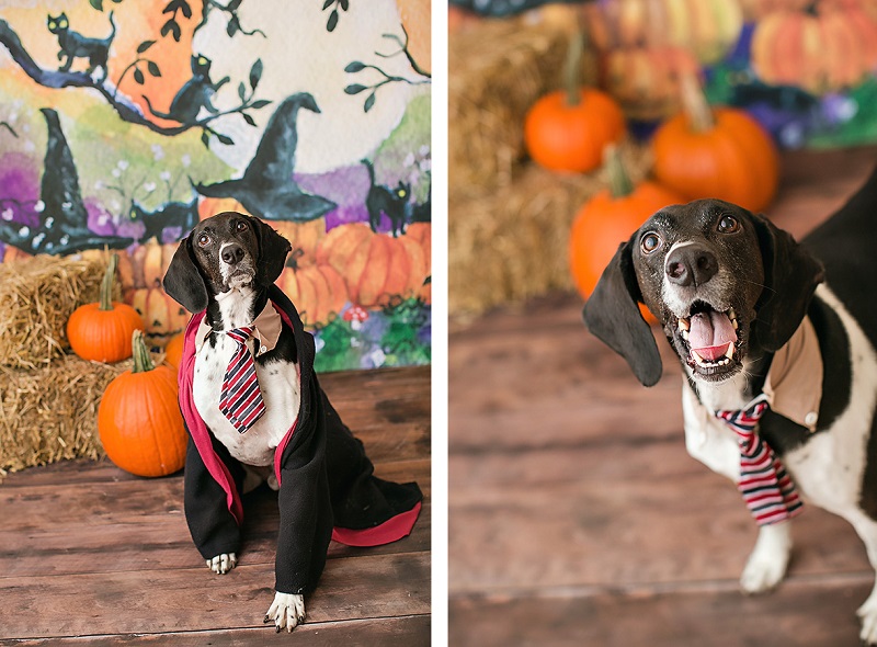 April Ziegler Photography- Howl-O-Ween dog wearing Harry Potter costume