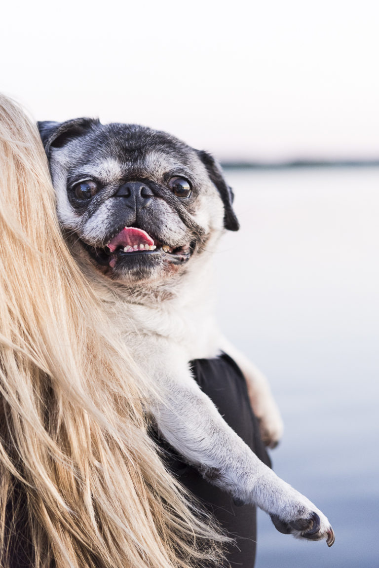 Happy Tails Tuesday the Pug In Syracuse, New York Daily Dog Tag