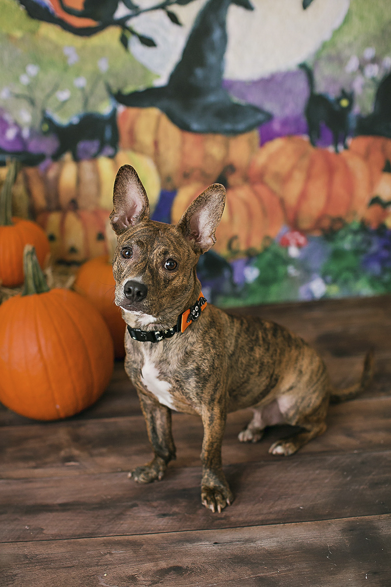 ©April Ziegler Photography | Philadelphia studio pet photography