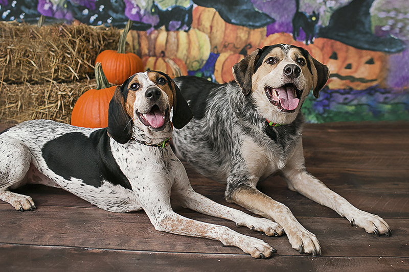 Hounds enjoying Howl-O-Ween, Halloween mini session for dogs, Philadelphia pet photographer, April Ziegler Photography