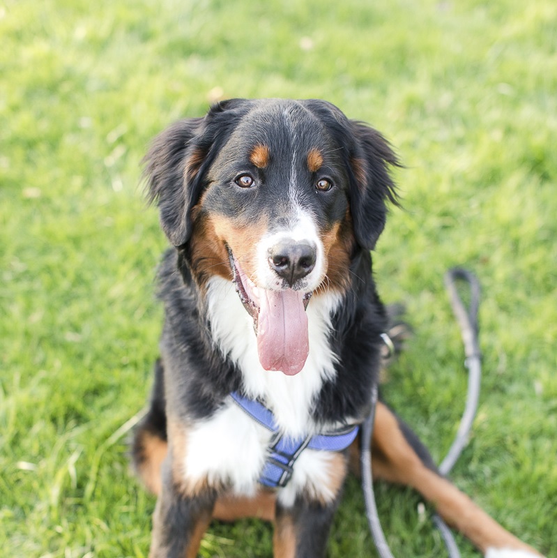 Engaging Tails: Samson the Bernese Mountain Dog - Daily ...