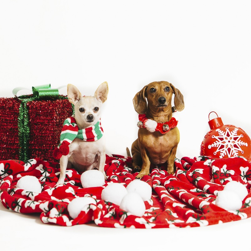 holiday photos with white Chihuahua and brown Dachshund | ©Alexa Nahas Photography, pet holiday photo booth