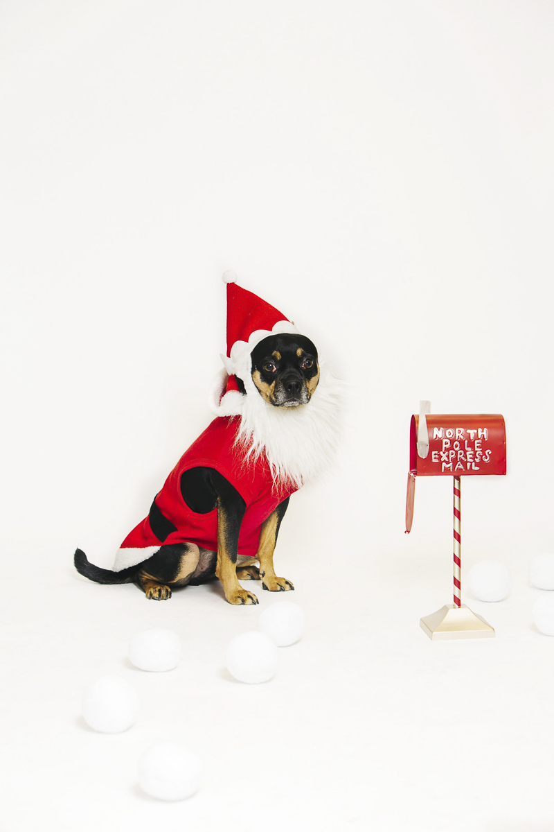 Small dog wearing Santa suit, holiday photo ideas ©Alexa Nahas Photography | Philadelphia pet photography mini sessions, fundraiser for PAWS