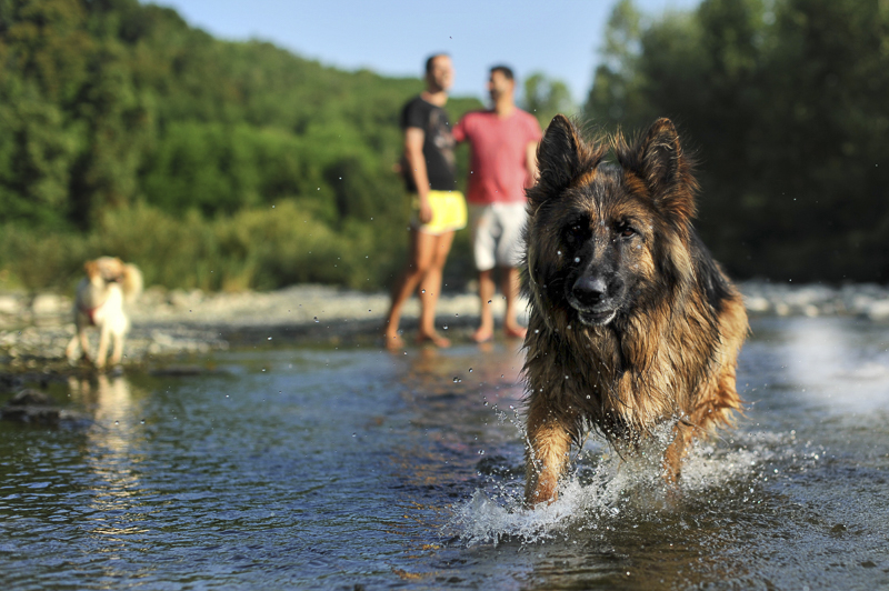 German shepherd splashing in the river, ©Martina Campolo Photography
