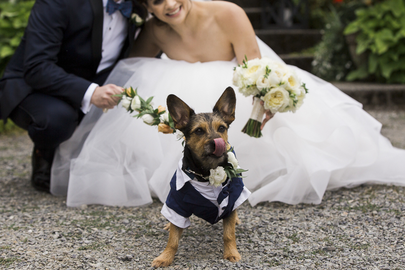 silky terrier-Schnauzer mix wearing doggie tuxedo, bride and groom | ©Stephanie Cristalli Photography