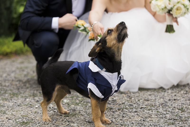 dapper dog wearing blue tuxedo, wedding dog, ©Stephanie Cristalli Photography