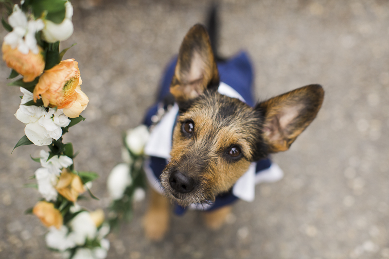 ©Stephanie Cristalli Photography | floral leash for wedding dog, Schnauzer mix wearing doggie tuxedo,