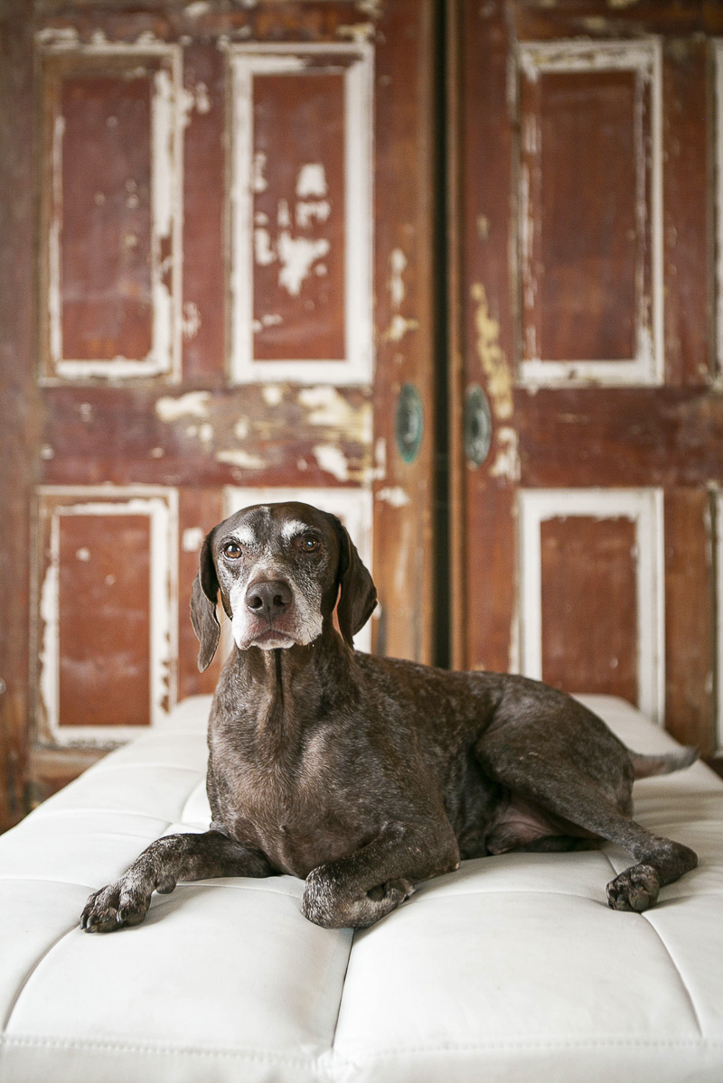 German Shorthaired Pointer, barn doors in the background, ©Mandy Whitley Photography | Nashville studio pet photography, German Shorthaired Pointer