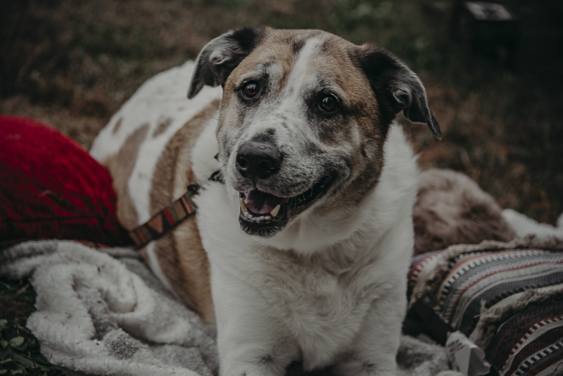 handsome mixed breed dog, ©Nathalia Frykman Photography | lifestyle dog photography