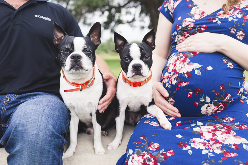 how long is a boston terrier pregnant for