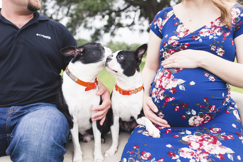 how long is a boston terrier pregnant for