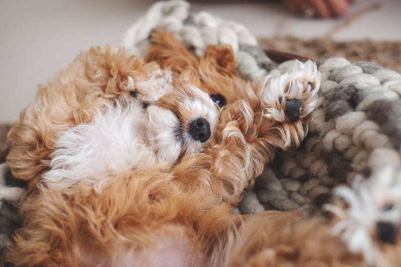 cute Cavapoo puppy lying on her back | newborn styled puppy portraits | ©Luciana Calvin Photography | studio dog portraits