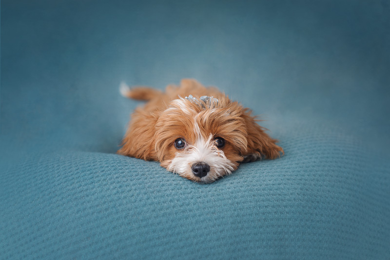 cute Cavalier-Poodle mix puppy lying on blue background, ©Luciana Calvin Photography | studio puppy photography