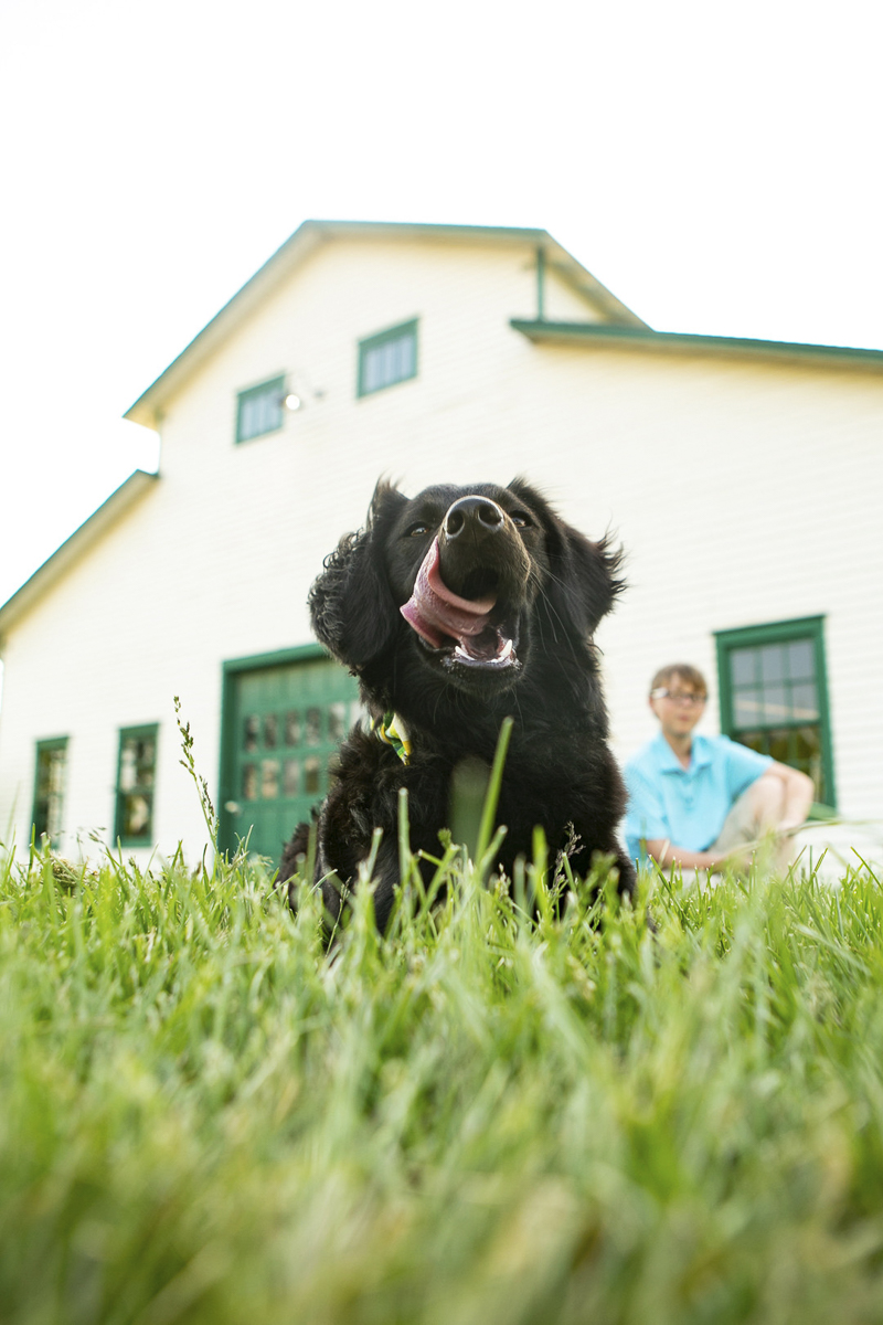 Ringo Starr the puppy with tongue out lying in front of barn, boy in the background, boy and his dog, ©Mandy Whitley Photography | Nashville puppy portraits