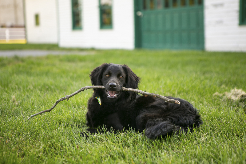 tween puppy with stick, handsome mixed breed, ©Mandy Whitley Photography | Nashville puppy portraits