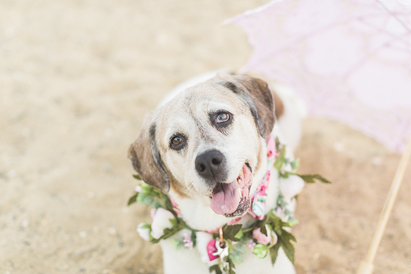 Beagle-Pointer mix wearing floral wreath, pink parasol on the beach | ©Kelly Sea Images 