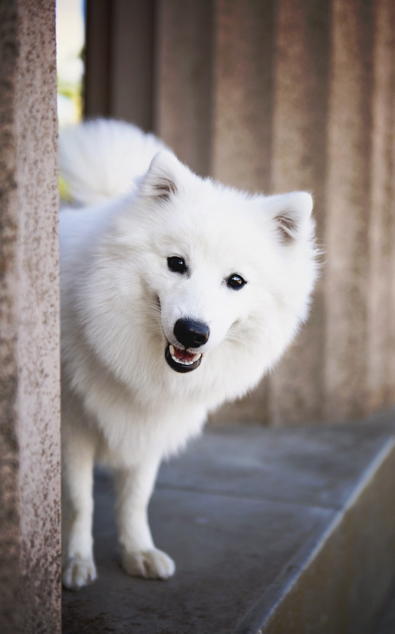 Tails: Japanese Spitz & Rupert the Rough - Daily Dog Tag