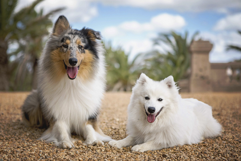 Tails: Japanese Spitz & Rupert the Rough - Daily Dog Tag