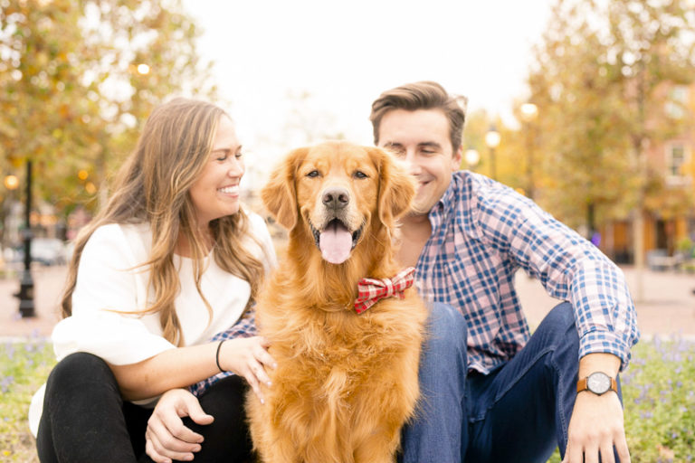 Engaging Tails: Gus the Golden Retriever - Daily Dog Tag