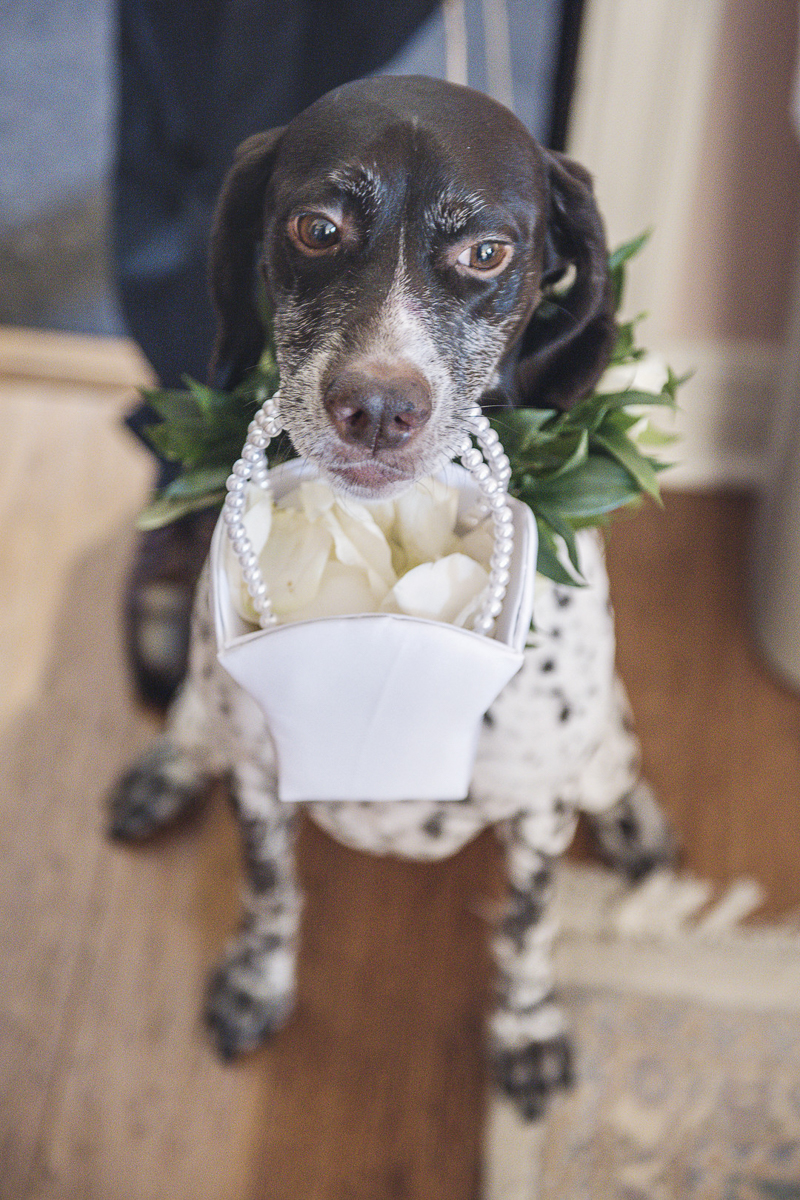 dog flower girl basket