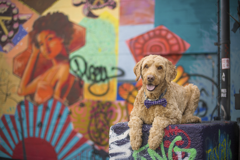 handsome dog in front of mural, About A Dog Photography