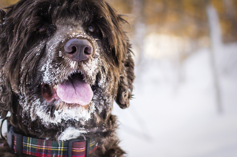 ©Beth Alexander Photography | winter dog portraits, Portuguese Water Dog