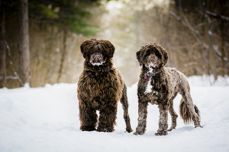 brown Portuguese water dogs standing side by side, dog bffs, ©Beth Alexander Photography | winter dog photography ideas