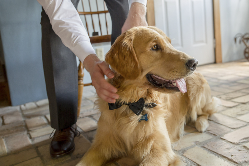 doug golden retriever