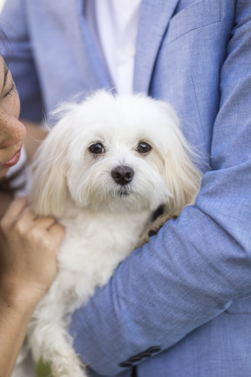 VIVIDfotos-engagement photos with Maltese, Honolulu lifestyle dog photography