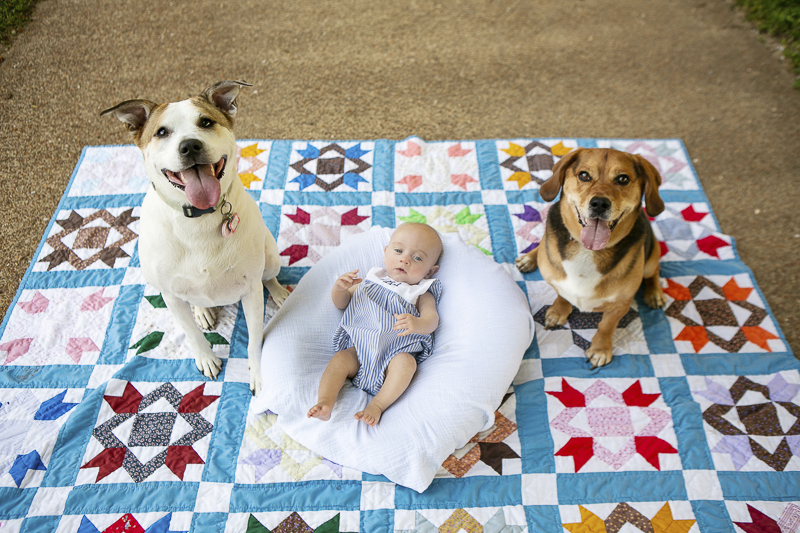 15 week baby and family dogs on quilt, family portraits ©Mandy Whitley Photography