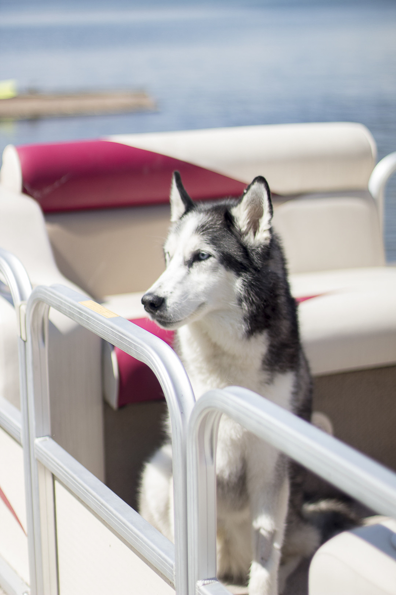 Husky sitting on boat ©Salute Life Photography, Fort Drum, NY, lifestyle dog photography