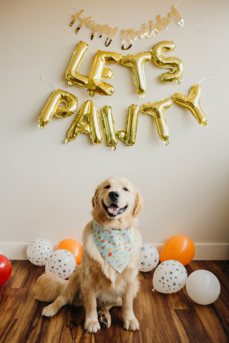 Dog's first birthday cake smash, happy Golden Retriever | ©Alexa Nahas Photography
