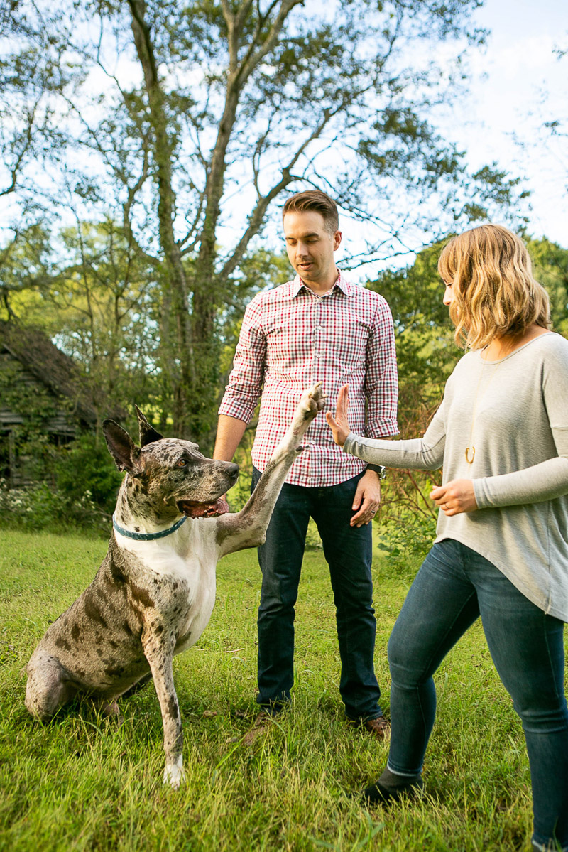 Great Dane giving a high five, dogs are family, professional pet portraits | ©Mandy Whitley Pet Photography