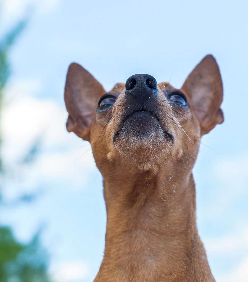 cute dog sitting on the beach, Miniature Pinscher | ©Paola Wells Photography | Harbour Island, Bahamas dog photographer