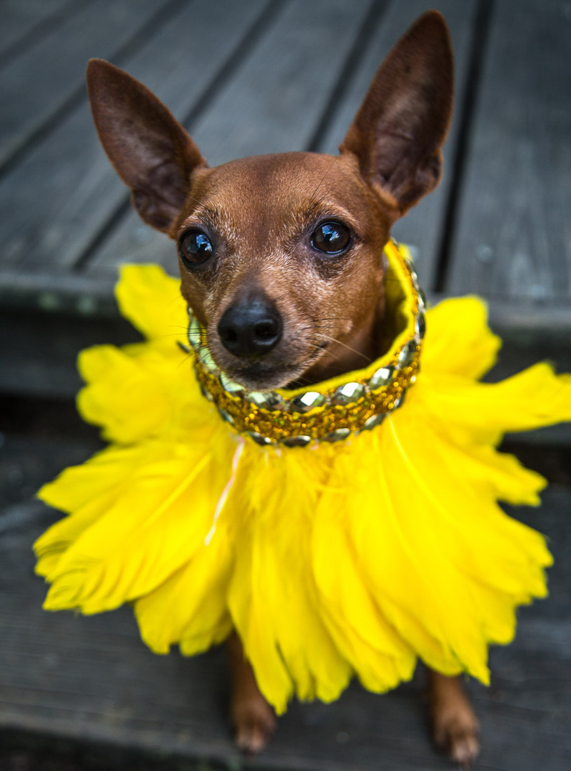 adorable dog wearing yellow feather collar | ©Paola Wells Photography | Harbour Island, Bahamas dog photographer