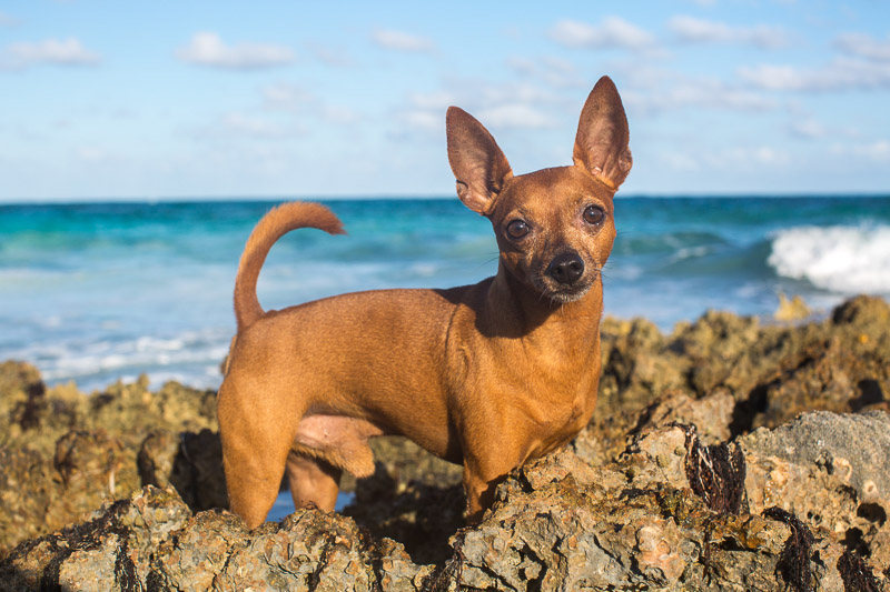 ©Paola Wells Photography | Harbour Island, Bahamas dog photographer