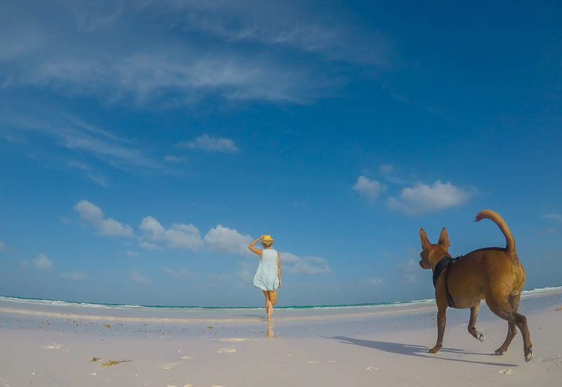 Paola Wells Photography - dog photography, Bahama lifestyle portraits, Min Pin on the beach