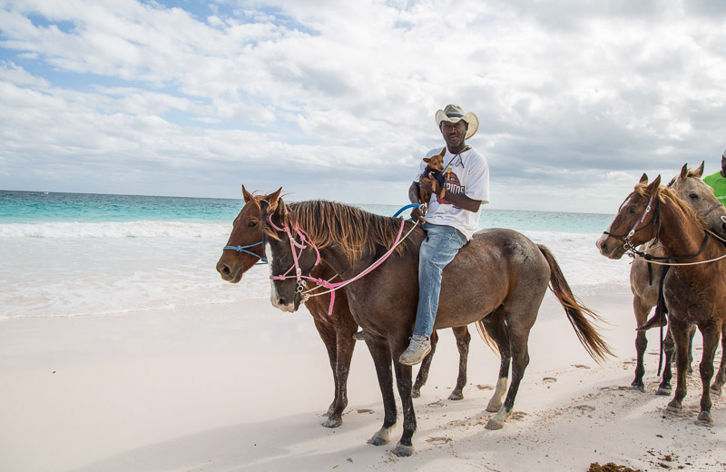 Bahamas horses and small dog, man holding MinPin while riding a horse ©Paola Wells Photography