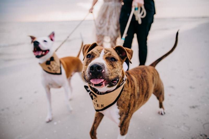 is honeymoon island dog friendly