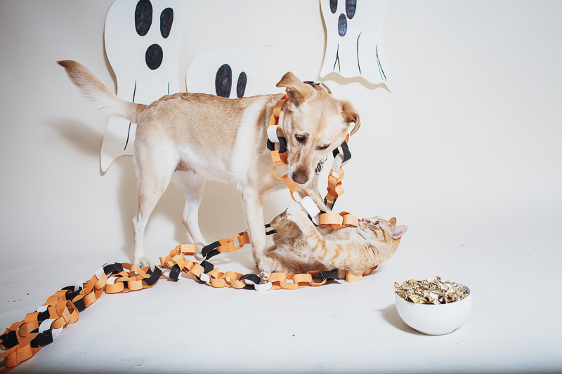dog and cat playing with Halloween paper chain, studio pet portraits, Winnipeg ©Christina W Kroeker Creative