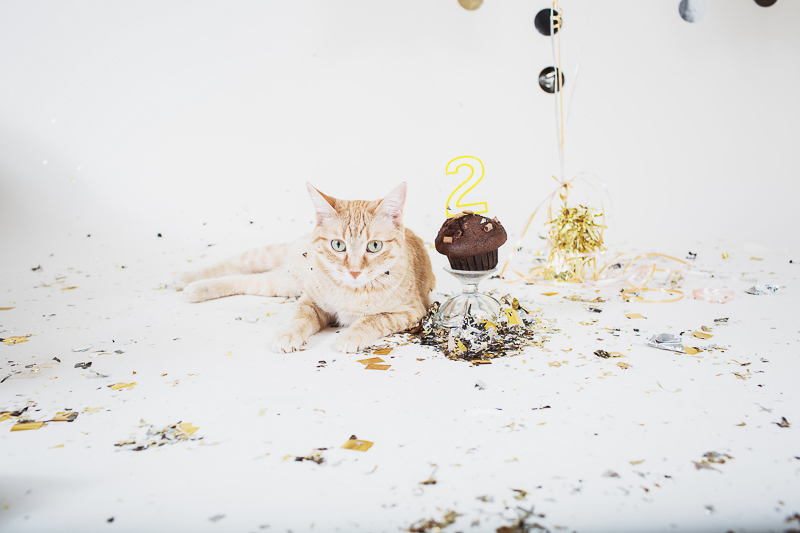 birthday party for cat, studio pet portraits ©Christina W Kroeker Creative, Winnipeg, calendar ideas
