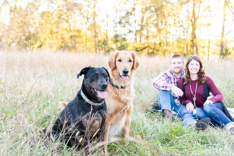 dogs and their humans sitting in a field, ©Tasha Barbour Photography | family photos with dogs, Denton, NC