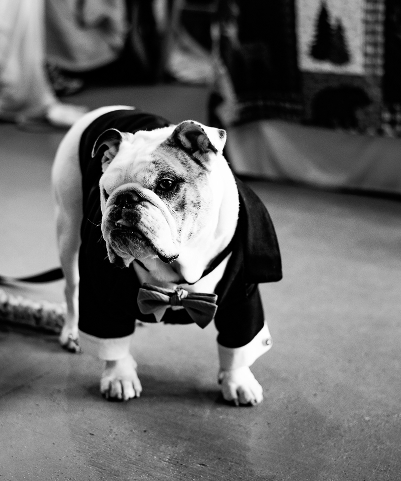 Best (Wedding) Dog: Xavier the English Bulldog - Daily Dog Tag