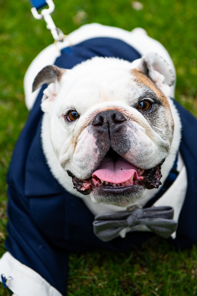 adorable English Bulldog wearing tuxedo, wedding dog ©Weddings By Ray